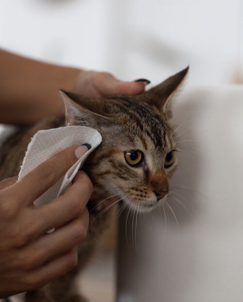 Rouleau multi-usages Pet Care